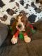 Basset Hound Puppies for sale in Osseo, WI 54758, USA. price: NA