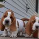 Basset Hound Puppies for sale in Kent, WA, USA. price: NA