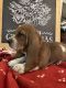Basset Hound Puppies for sale in Columbia, KY 42728, USA. price: $900