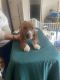 Basset Hound Puppies for sale in Lake City, FL 32024, USA. price: NA