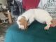 Basset Hound Puppies for sale in Lake City, FL 32024, USA. price: $500