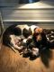 Basset Hound Puppies for sale in Lebanon, MO 65536, USA. price: $500