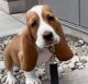 Basset Hound Puppies for sale in Chicago, IL 60605, USA. price: $750