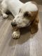 Basset Hound Puppies for sale in Miami, FL, USA. price: $2,000