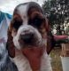 Basset Hound Puppies for sale in Douglas, GA, USA. price: $1,500