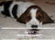 Basset Hound Puppies for sale in Sidney, NE 69162, USA. price: $1,800