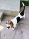 Basset Hound Puppies for sale in Bakersfield, CA, USA. price: NA