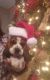 Basset Hound Puppies for sale in Douglas, GA, USA. price: $150,000