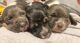 Basset Hound Puppies for sale in West Plains, MO 65775, USA. price: NA
