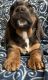 Basset Hound Puppies for sale in Weston, WV 26452, USA. price: $1,100