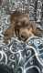 Basset Hound Puppies for sale in Weston, WV 26452, USA. price: $110,000
