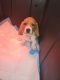 Basset Hound Puppies for sale in Seminole, TX 79360, USA. price: NA