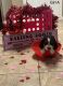 Basset Hound Puppies for sale in Pikeville, TN 37367, USA. price: $500