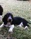 Basset Hound Puppies for sale in Fort Worth, TX, USA. price: NA