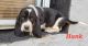Basset Hound Puppies for sale in Tulsa, OK, USA. price: $300