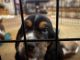 Basset Hound Puppies for sale in Sedgwick, KS 67135, USA. price: $650