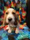Basset Hound Puppies for sale in Springfield, MO, USA. price: NA