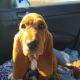 Basset Hound Puppies for sale in Mt Sterling, KY 40353, USA. price: $800