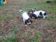 Basset Hound Puppies for sale in Senatobia, MS 38668, USA. price: $1,000