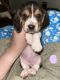 Basset Hound Puppies for sale in Harrison, AR 72601, USA. price: $600
