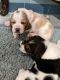 Basset Hound Puppies for sale in Miami, FL, USA. price: $900