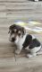 Basset Hound Puppies for sale in Rittman, OH 44270, USA. price: $2,800