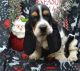 Basset Hound Puppies for sale in Orlando, FL, USA. price: $700
