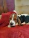 Basset Hound Puppies for sale in Mt Gilead, OH 43338, USA. price: $1,000