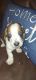 Basset Hound Puppies for sale in Acworth, GA, USA. price: NA