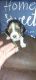 Basset Hound Puppies for sale in Acworth, GA, USA. price: NA