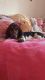 Basset Hound Puppies for sale in Yuma, AZ, USA. price: $300