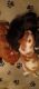 Basset Hound Puppies for sale in Elizabethtown, PA 17022, USA. price: $2,250