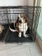 Basset Hound Puppies for sale in Gilbert, AZ, USA. price: $3,500