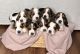 Basset Hound Puppies for sale in Grandville, MI, USA. price: NA