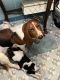 Basset Hound Puppies for sale in Miami, FL, USA. price: $750