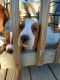 Basset Hound Puppies for sale in Mt Gilead, OH 43338, USA. price: NA