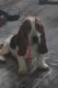 Basset Hound Puppies for sale in KNGSLY LK, FL 32091, USA. price: NA