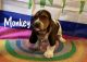 Basset Hound Puppies for sale in Silverdale, WA, USA. price: $2,200