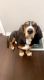 Basset Hound Puppies for sale in Leander, TX 78641, USA. price: $400