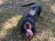 Basset Hound Puppies for sale in Dequincy, LA 70633, USA. price: NA