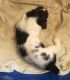 Basset Hound Puppies for sale in Augusta, GA, USA. price: NA