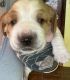 Basset Hound Puppies for sale in Monroe, OR 97456, USA. price: NA