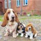Basset Hound Puppies for sale in Illinois City, IL 61259, USA. price: $500