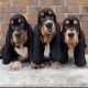 Basset Hound Puppies for sale in Illinois City, IL 61259, USA. price: $750