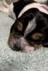 Basset Hound Puppies for sale in Hawthorne, CA, USA. price: NA
