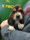 Basset Hound Puppies for sale in Kimball, MN 55353, USA. price: $700