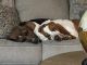 Basset Hound Puppies for sale in Spanaway, WA, USA. price: $650