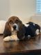 Basset Hound Puppies for sale in Meridian, ID, USA. price: $1,500