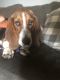 Basset Hound Puppies for sale in Bennettsville, SC 29512, USA. price: $650