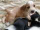 Basset Hound Puppies for sale in Monroe, OR 97456, USA. price: $800